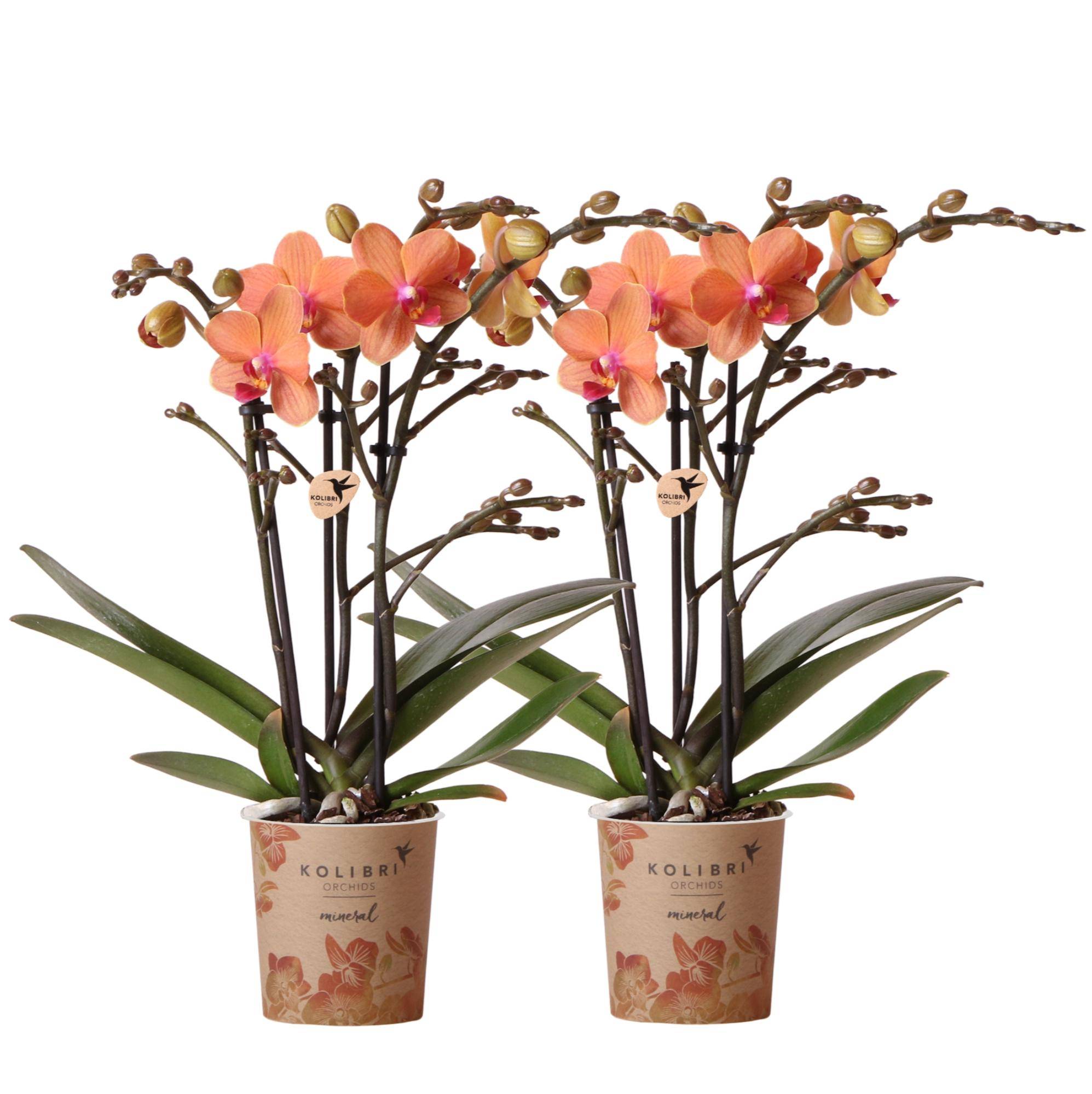 Orchidée Phalaenopsis 'Bolzano' orange - Duo de 2 orchidées - Pot de 9cm - Plantes d'intérieur - Image 1