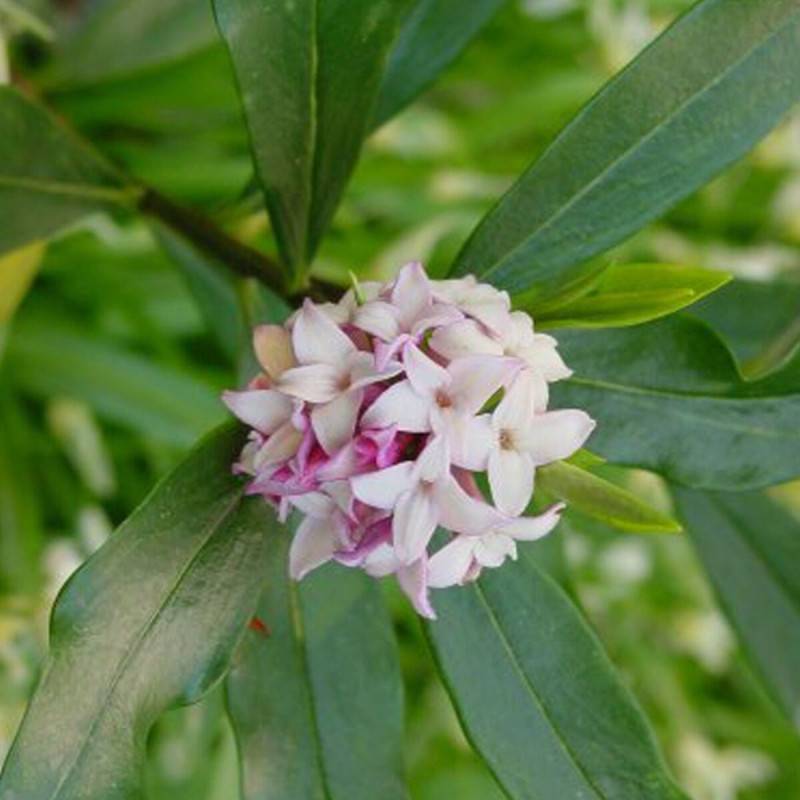Daphne parfumé, Daphné à fleurs Rose - feuillage Persistant - Godet - 5/20 cm-  hauteur à maturité De 1,00 m à 1,50 m - Imagen 4