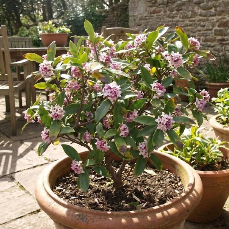 Daphne parfumé, Daphné à fleurs Rose - feuillage Persistant - Godet - 5/20 cm-  hauteur à maturité De 1,00 m à 1,50 m - Imagen 2