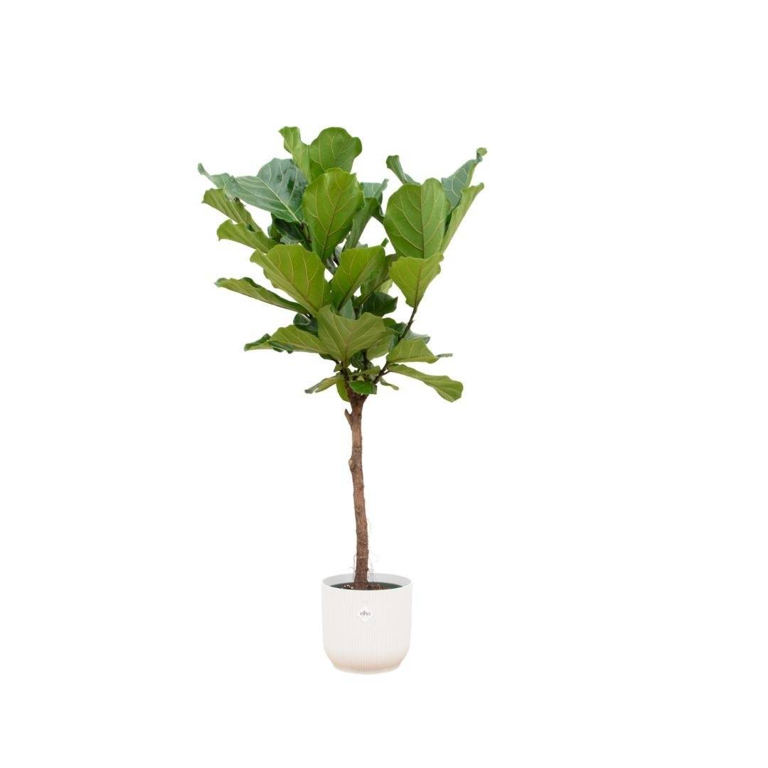 Ficus Lyrata et son pot- La Green Touch Blanc - Hauteur 160cm