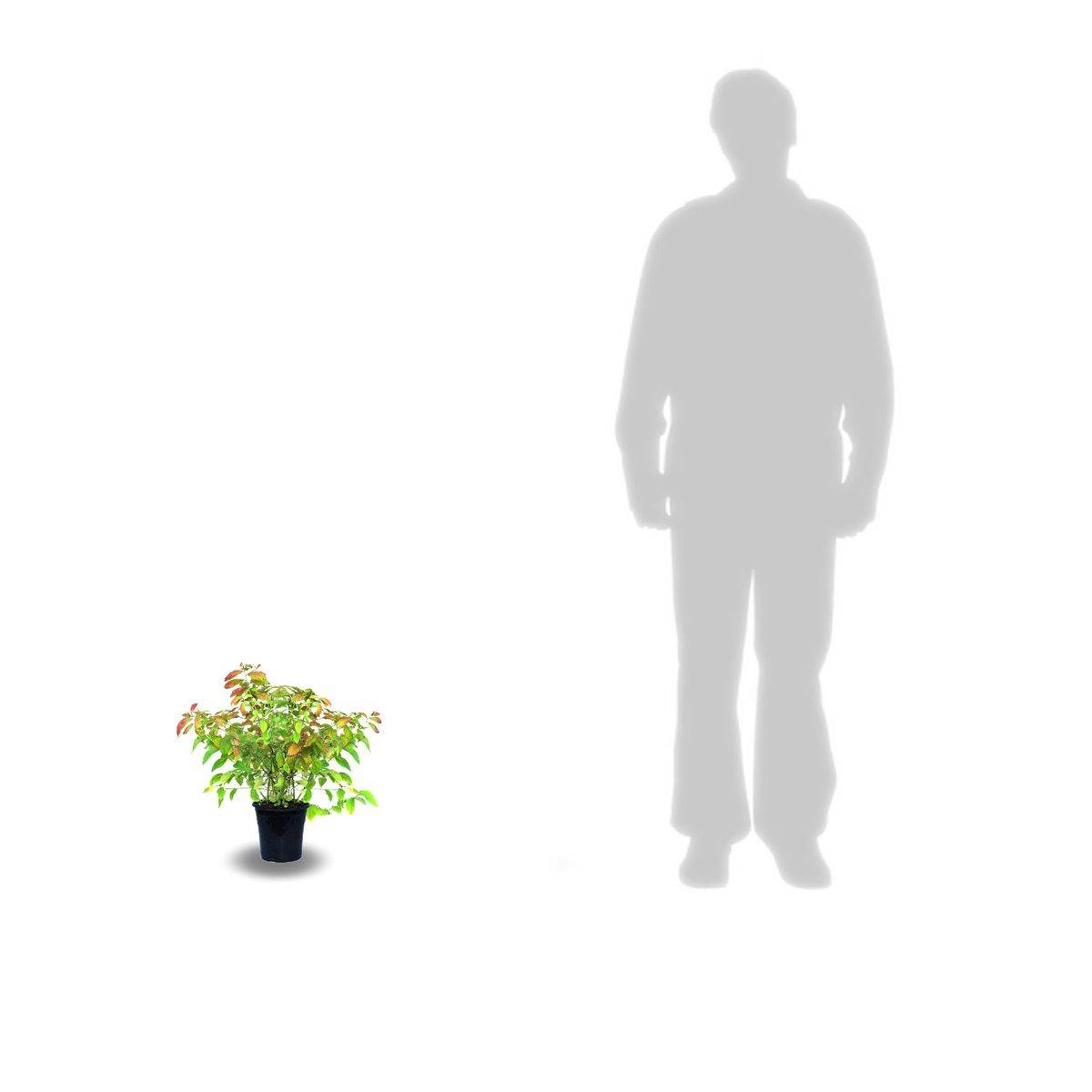 Myrtille Yello!Belloblue® 'Andval1601', Myrtillier - Bon rendement - Pot de 1,5L - 20/50 cm - De 1,00 m à 1,50 m - Imagen 6