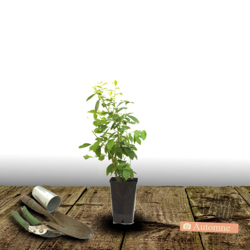 Myrtille Yello!Belloblue® 'Andval1601', Myrtillier - Bon rendement - Pot de 1,5L - 20/50 cm - De 1,00 m à 1,50 m - Imagen 2