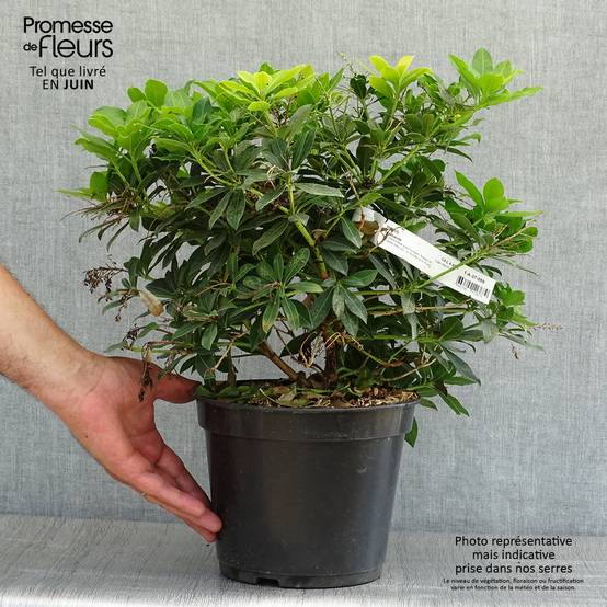 Andromède du Japon - Pieris japonica Sarabande Pot de 3L/4L - Image 2