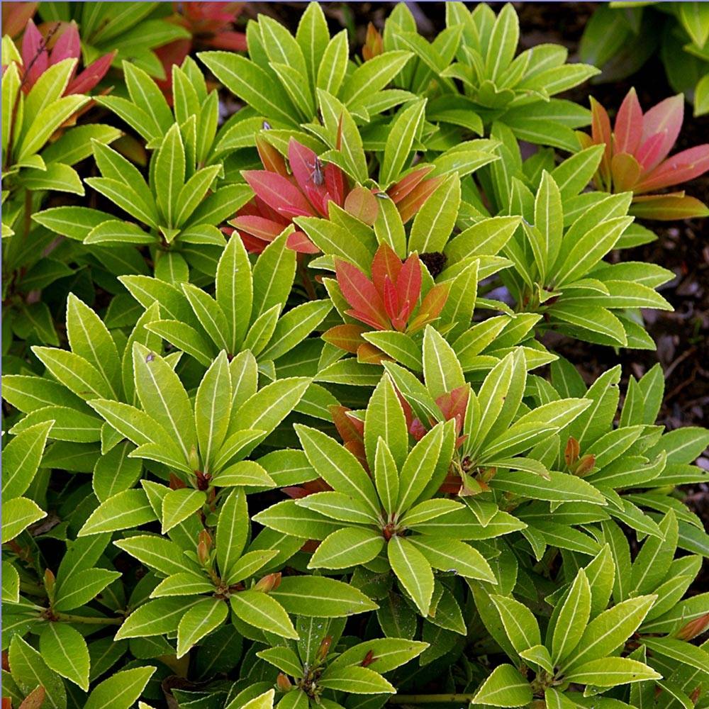 Andromède du Japon - Pieris japonica Sarabande Pot de 3L/4L - Image 1