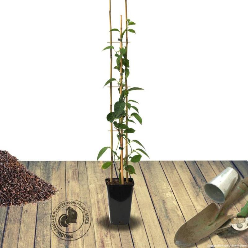 Kiwi de Sibérie Vitikiwi® (Autofertile), Actinidia arguta, Kiwaï à fleurs Blanche - feuillage Caduc - Godet - 5/20 cm-  hauteur à maturité De 3,00 m à - Imagen 6