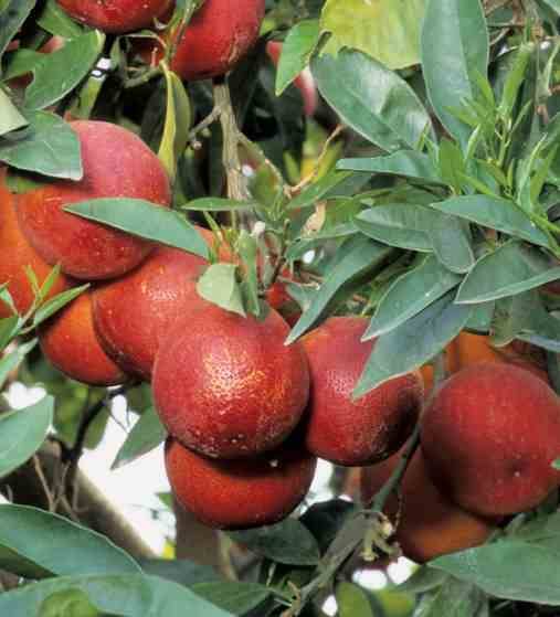 0 - Agrumes citrus osbeck Lima Rosso (citron rouge) Pot de 4 litres - 30/50 cm - Image 2