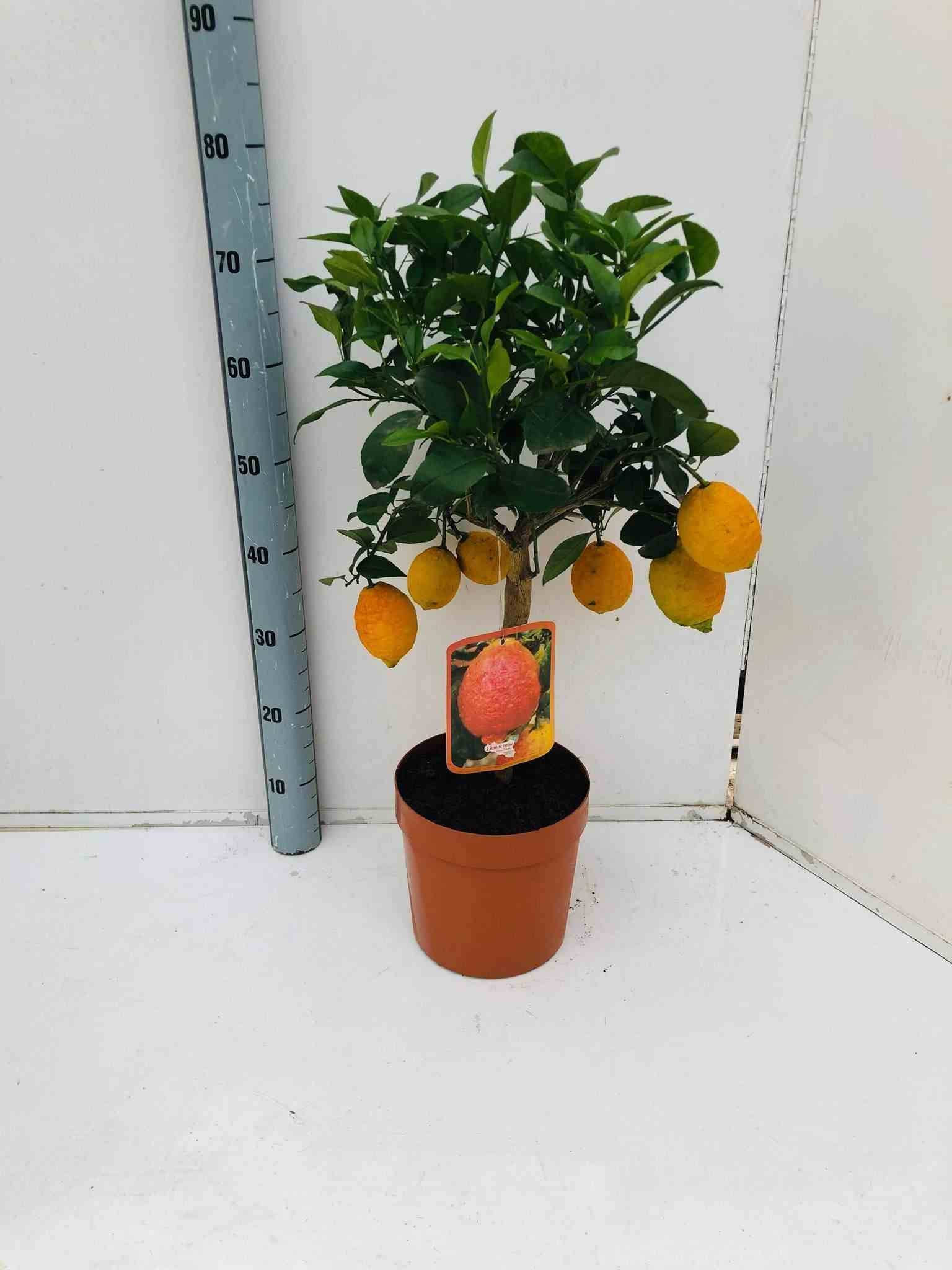 0 - Agrumes citrus osbeck Lima Rosso (citron rouge) Pot de 4 litres - 30/50 cm - Image 1