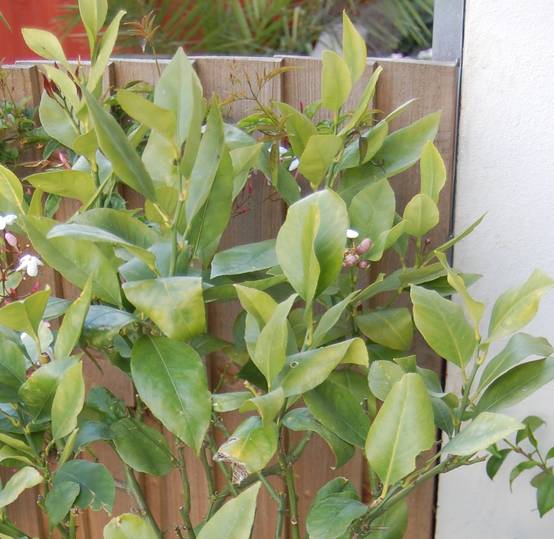 0 - Agrumes citrus osbeck Lima Rosso (citron rouge) Pot de 4 litres - 30/50 cm - Image 3