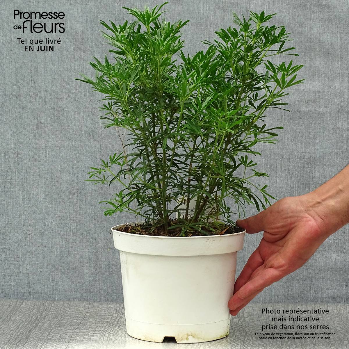 Promesse de Fleurs - Choisya White Dazzler - Oranger du Mexique nain Pot de 2L/3L - Image 2