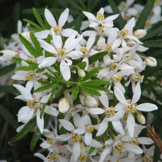 Promesse de Fleurs - Choisya White Dazzler - Oranger du Mexique nain Pot de 2L/3L - Image 1