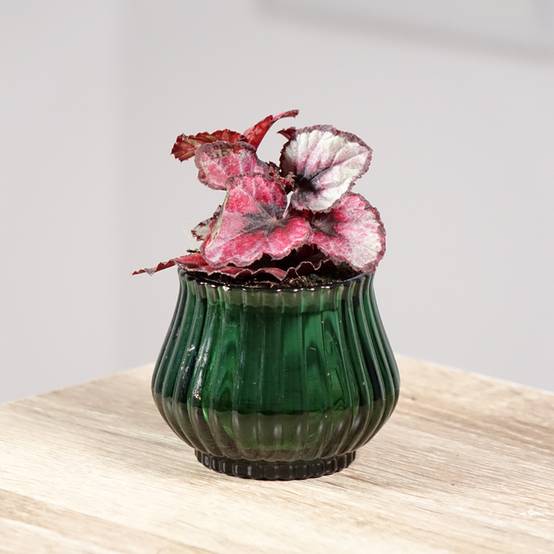 Begonia Rex Red Kiss Mini-plante