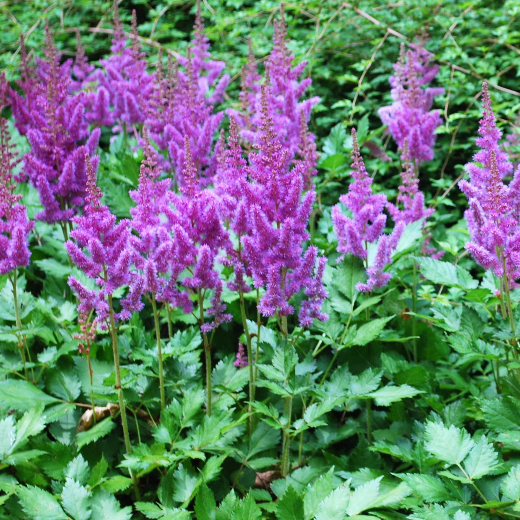 Astilbe arendsii Amethyst Godet de 8/9 cm