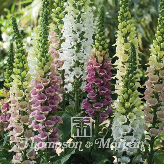 Graines de Digitale Mountains Mixed - Digitalis purpurea le sachet de 30 graines environ