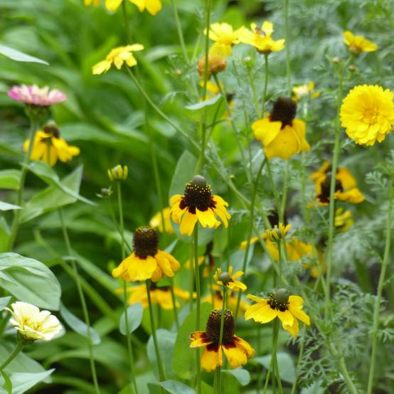 Graines de Rudbeckia Chapeau Mexicain - Rudbeckia amplexicaulis le sachet de 400 graines environ (0,3g)
