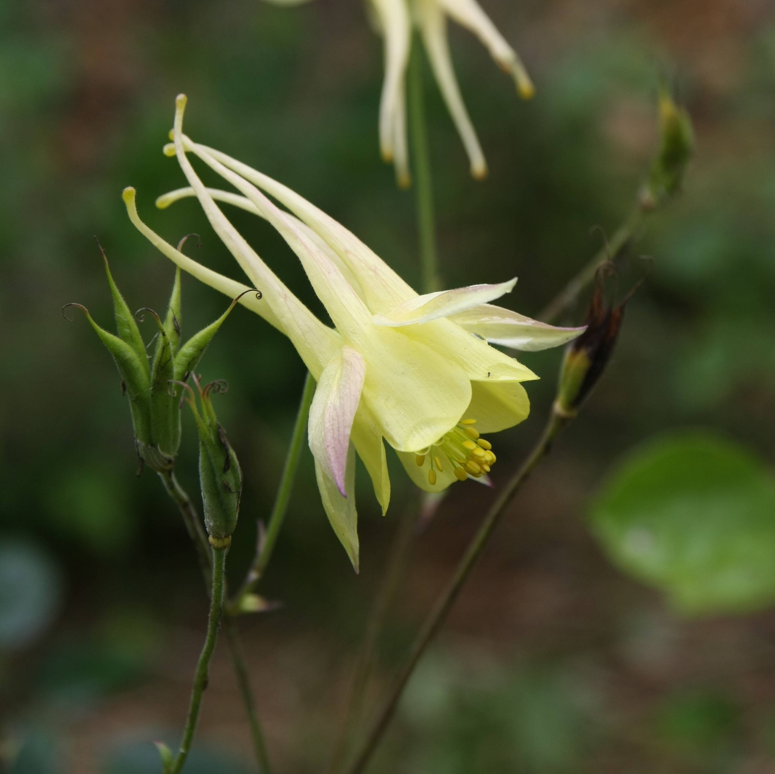 Ancolie Yellow Queen - Aquilegia chrysantha  Godet de 8/9 cm