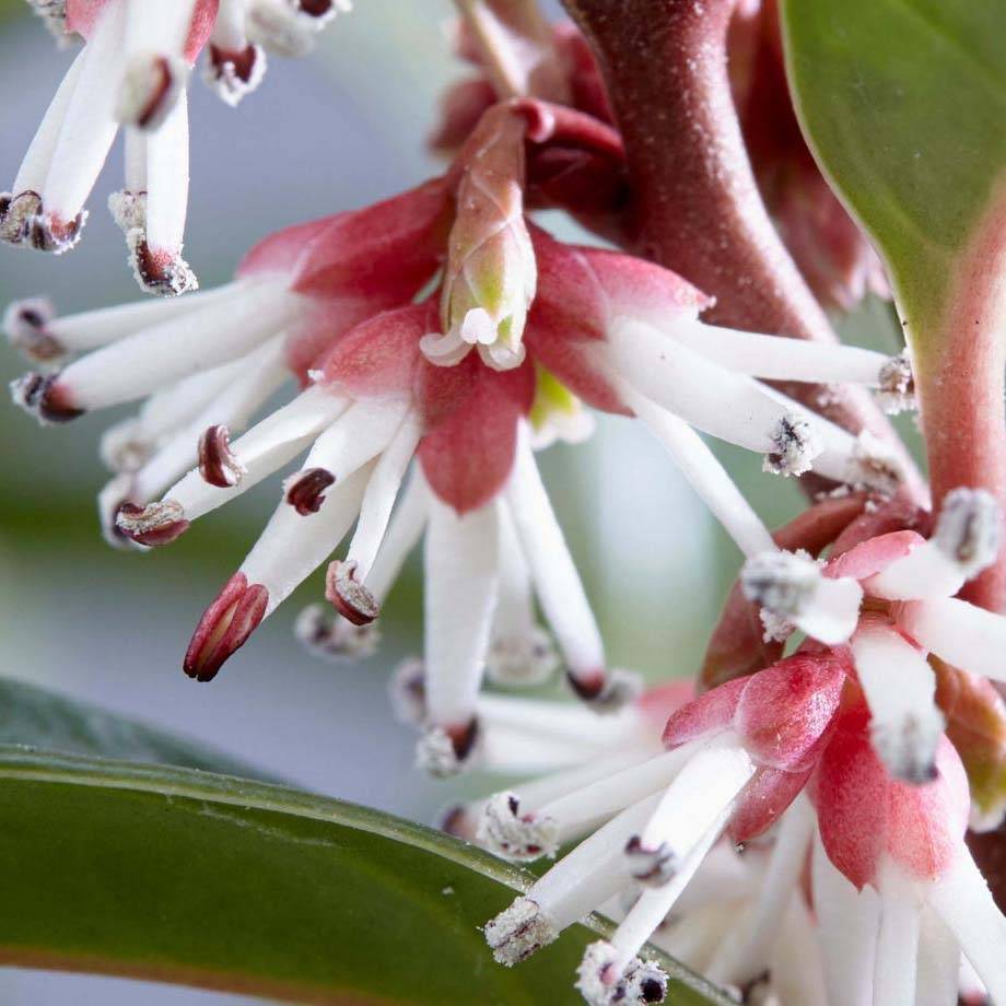 Promesse de Fleurs - Sarcococca Winter Gem Pot de 2L/3L