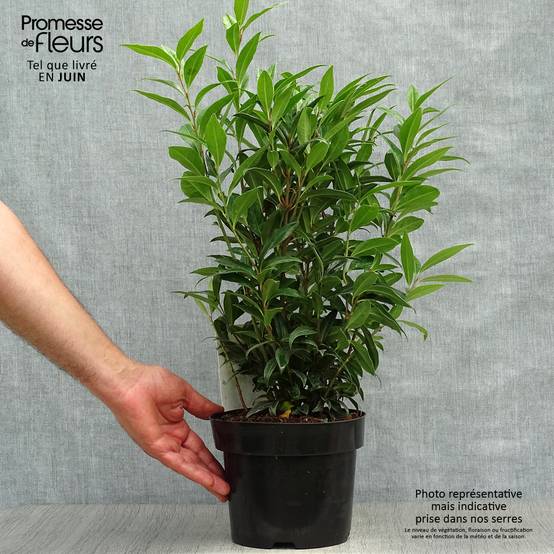 Promesse de Fleurs - Sarcococca Winter Gem Pot de 2L/3L - Image 2