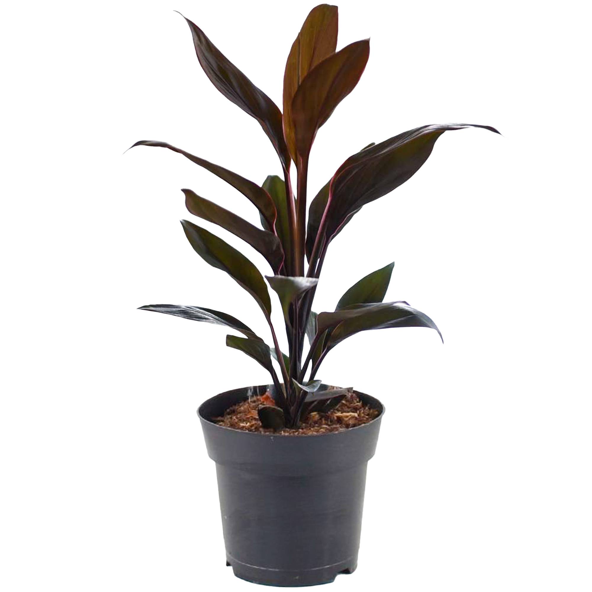 Gardenersdream - Cordyline Tango Faux Palmier Pour La Maison Ou Le Bureau (De 30 À 40 Cm Pot Inclus) - GardenersDream