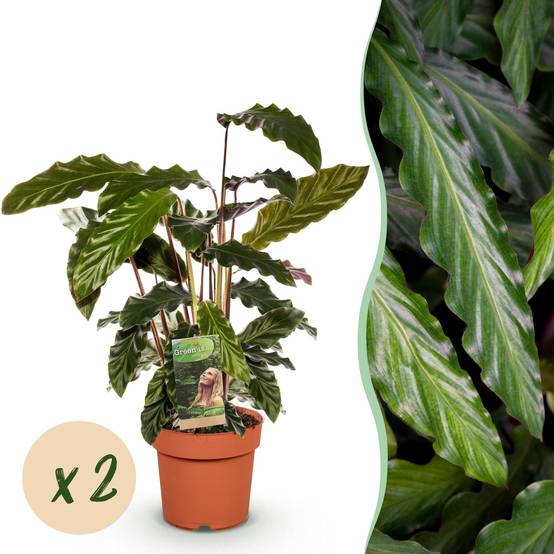 Calathea Rufibarba - Pot de 17cm - Hauteur 55-60cm - Panier - Plantes d'intérieur - Image 7