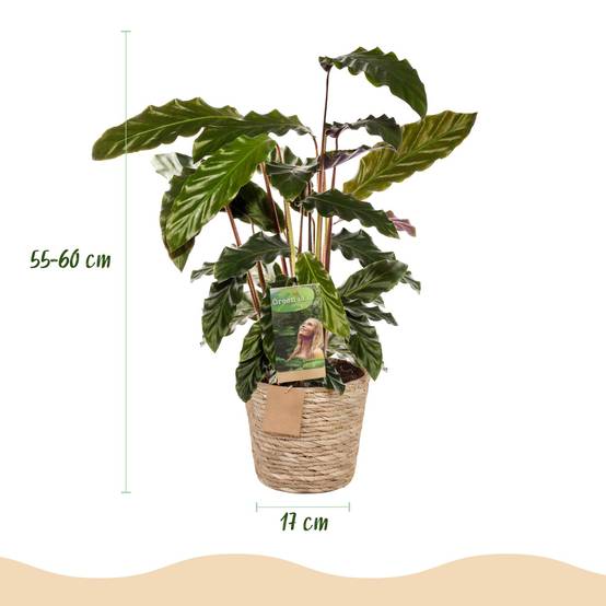 Calathea Rufibarba - Pot de 17cm - Hauteur 55-60cm - Panier - Plantes d'intérieur - Image 3