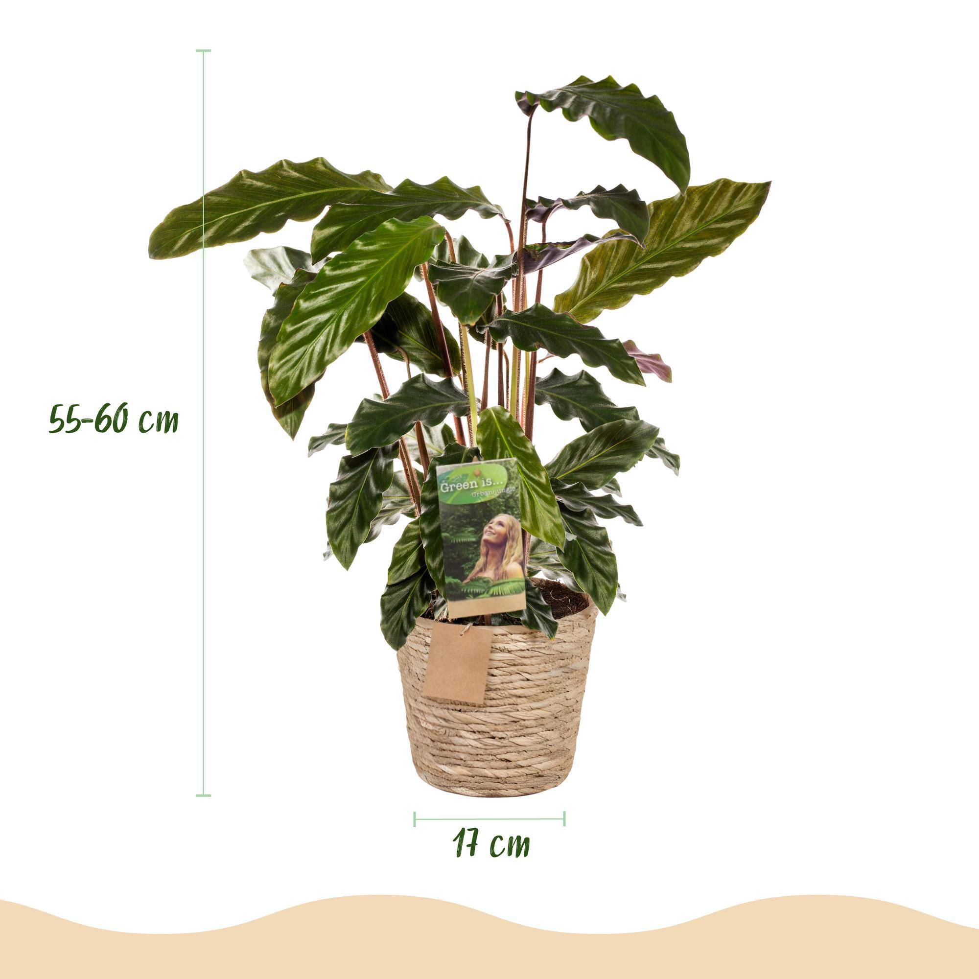Calathea Rufibarba - Pot de 17cm - Hauteur 55-60cm - Panier - Plantes d'intérieur - Image 3
