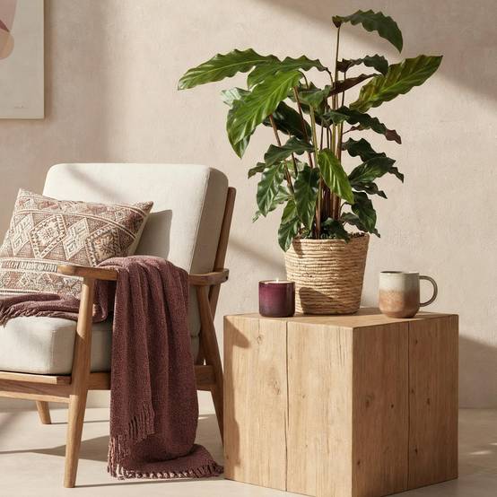 Calathea Rufibarba - Pot de 17cm - Hauteur 55-60cm - Panier - Plantes d'intérieur - Image 4