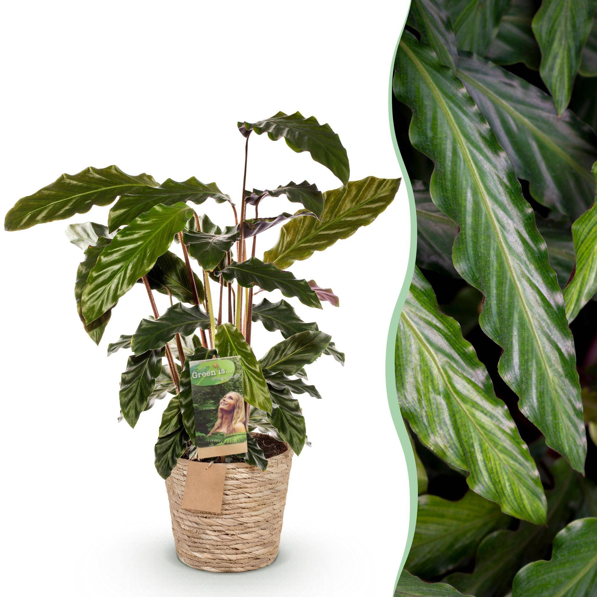 Calathea Rufibarba - Pot de 17cm - Hauteur 55-60cm - Panier - Plantes d'intérieur - Image 1