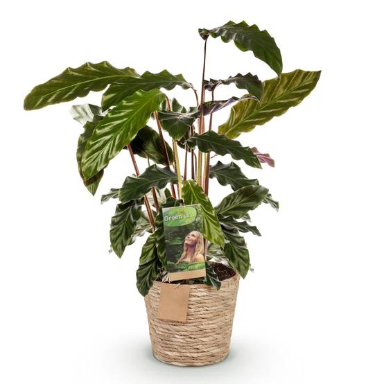 Calathea Rufibarba - Pot de 17cm - Hauteur 55-60cm - Panier - Plantes d'intérieur - Image 2