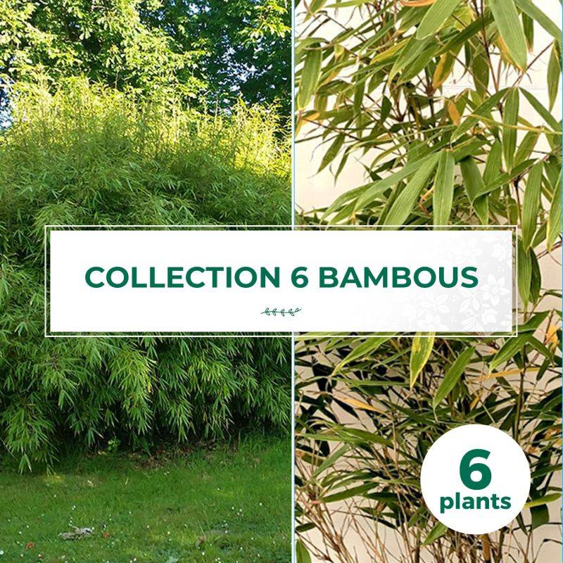 Collection de 6 Bambous - Conteneur 1L - Pépinières Naudet - Image 1