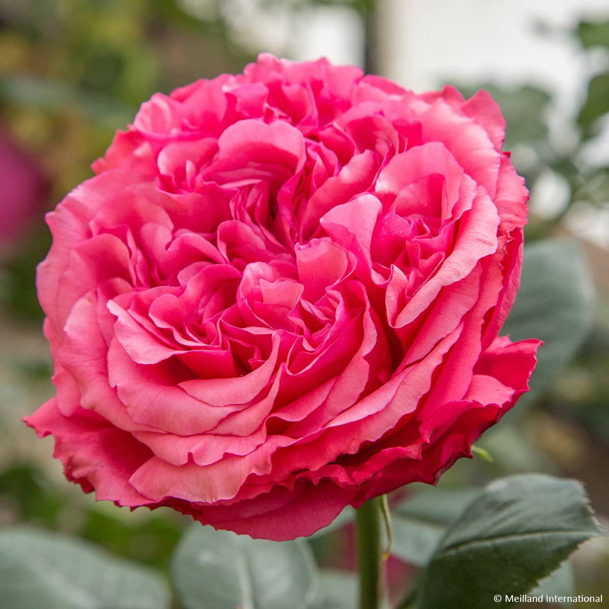 Promesse de Fleurs - Rosier à grandes fleurs Audrey Fleurot Pot de 4L/5L