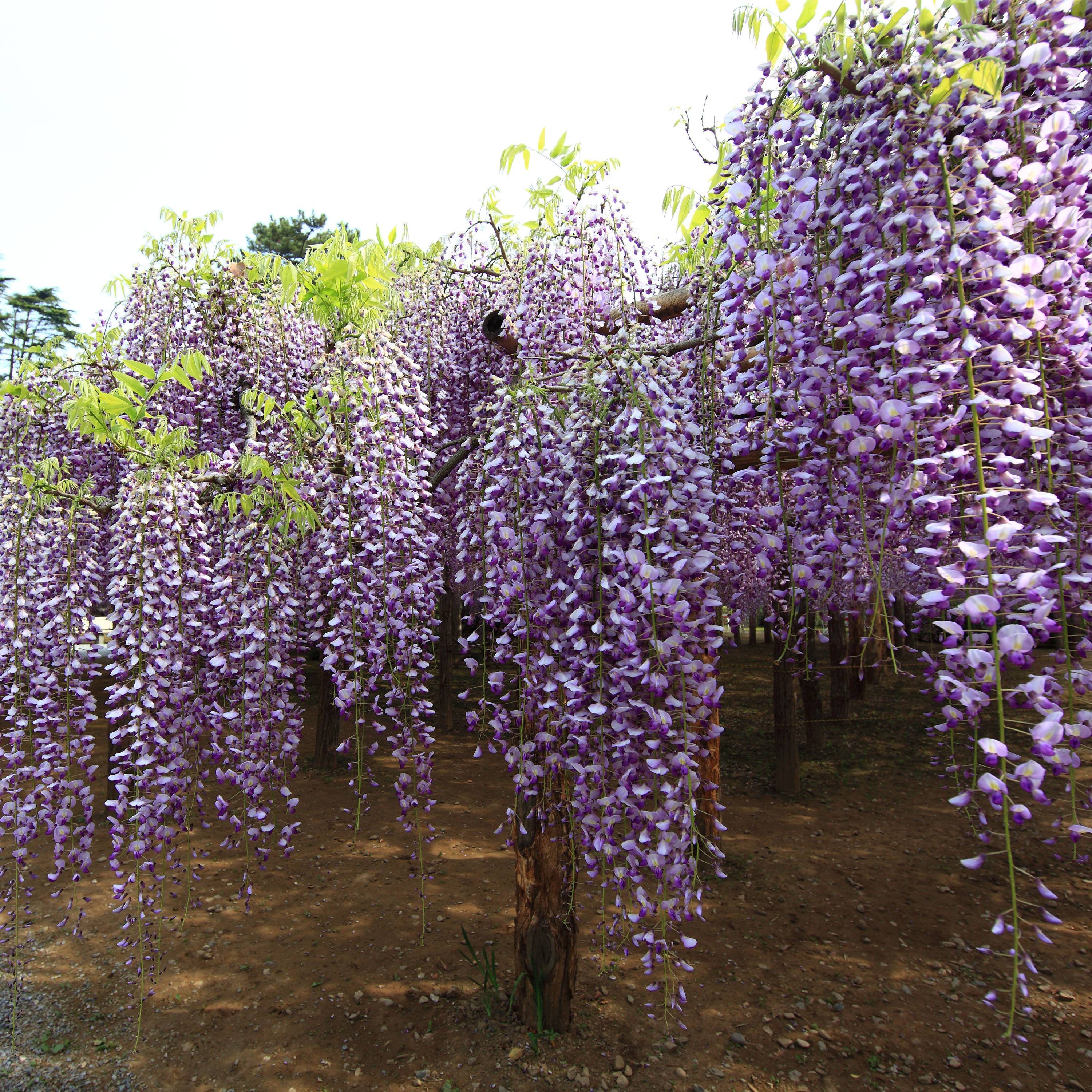Glycine du Japon - Wisteria floribunda Macrobotrys Pot de 2L/3L, Plant greffé de + de 18 mois
