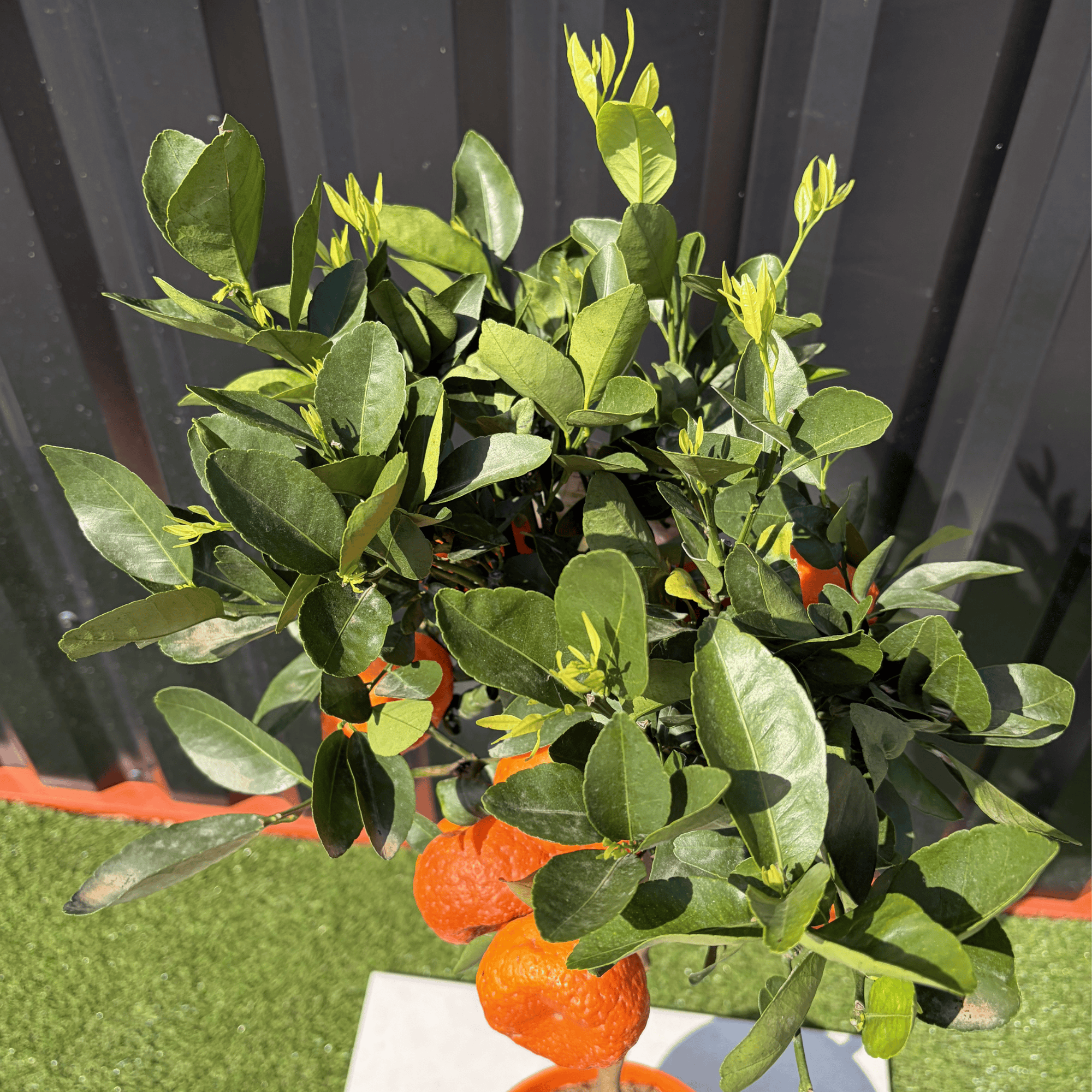 Mandarinier Citrus Reticulata Hauteur 140 cm - Image 4