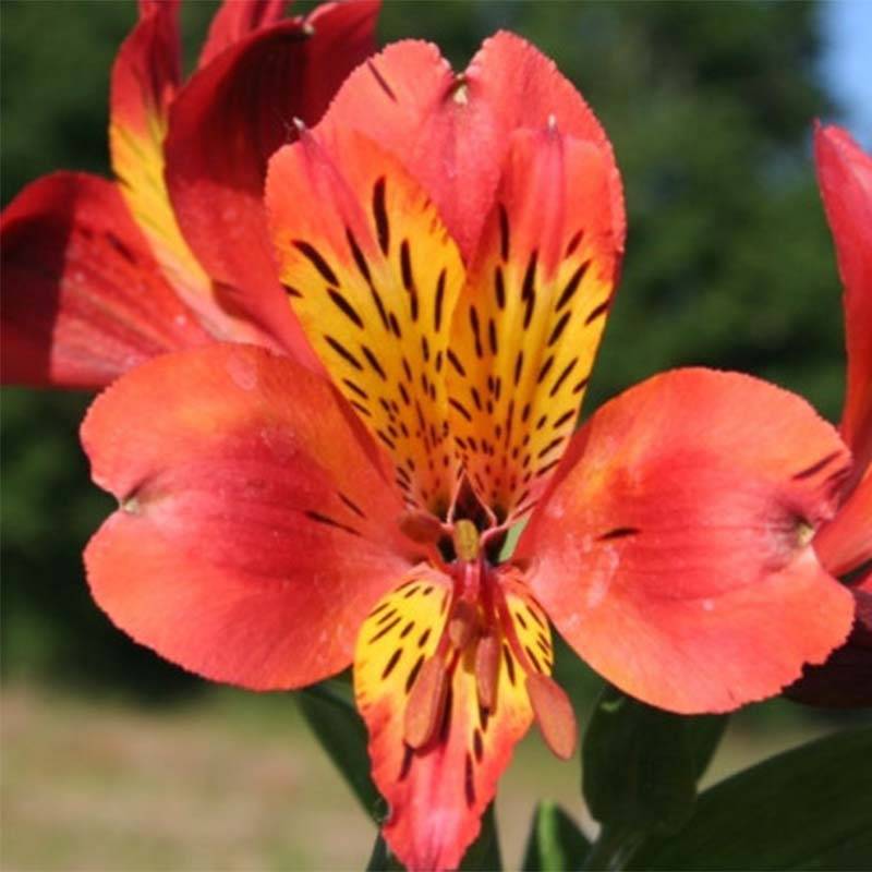 Promesse de Fleurs - Alstroémère haute Majestics Brissac - Lys des Incas Godet de 8/9 cm