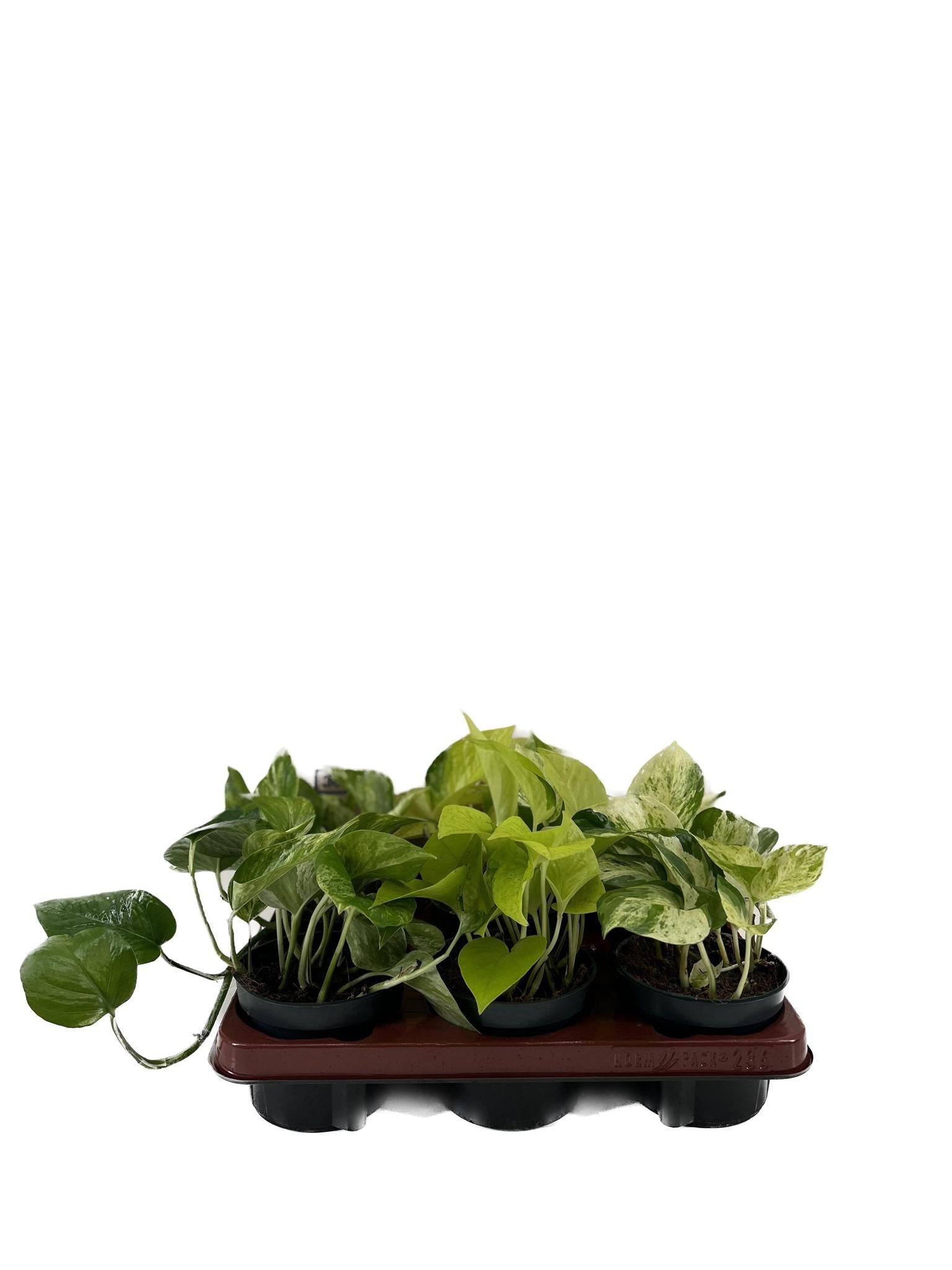 Epipremnum Mix - H25cm - Image 1