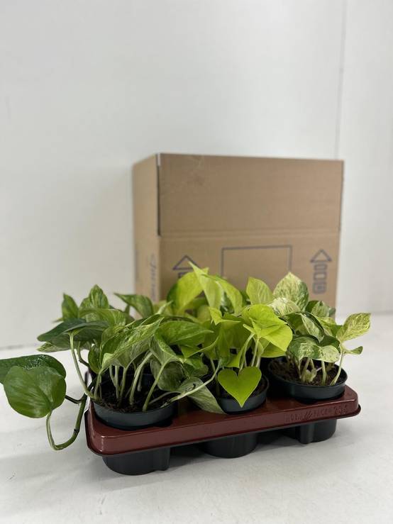 Epipremnum Mix - H25cm - Image 2