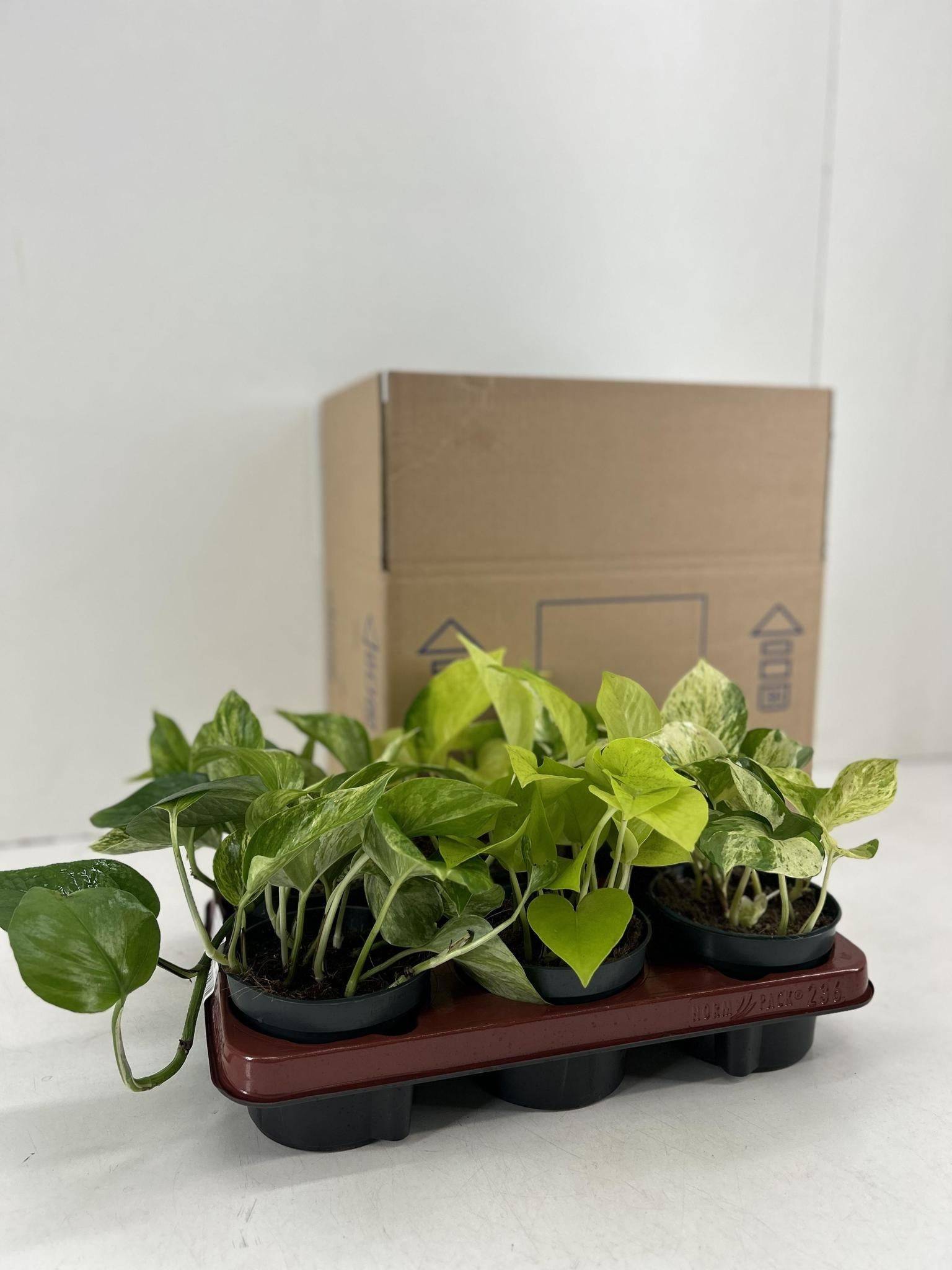 Epipremnum Mix - H25cm - Image 2