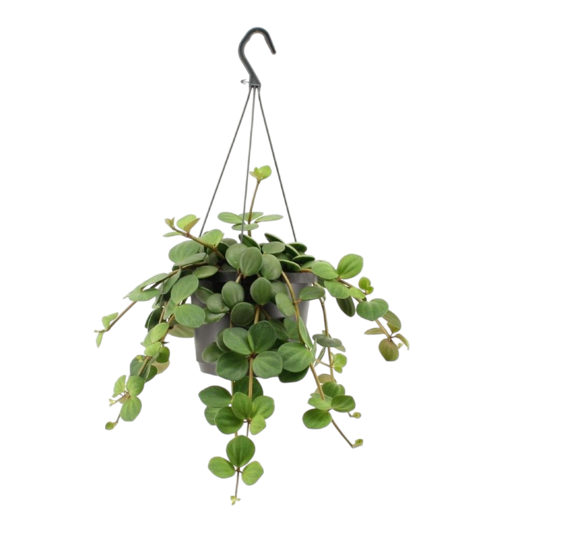 Grand peperomia hope 25cm - Plante d'intérieur- La Green Touch - Image 1