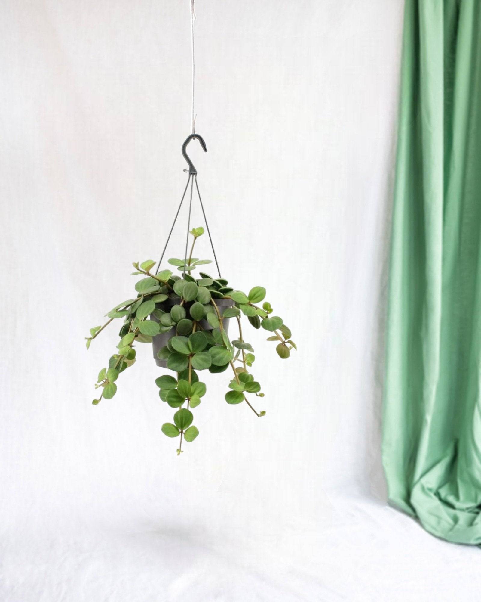 Grand peperomia hope 25cm - Plante d'intérieur- La Green Touch - Image 2