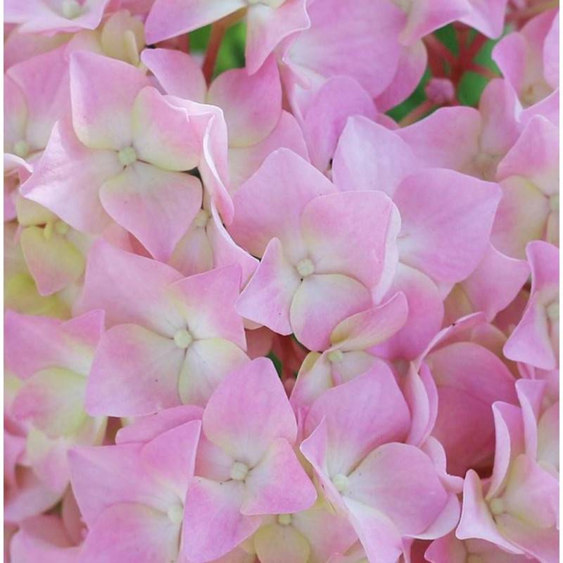 Hortensia Tinkerbell®, Hydrangea macrophylla à fleurs Rose/ - feuillage Caduc - Godet - 5/20 cm - Image 1