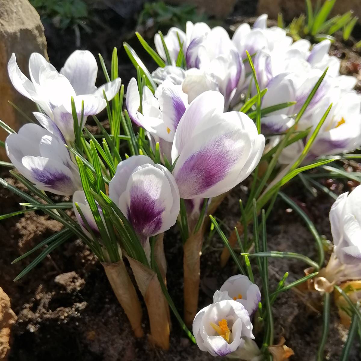Promesse de Fleurs - Crocus Prins Claus Bulbe calibre 6+ (par 30)