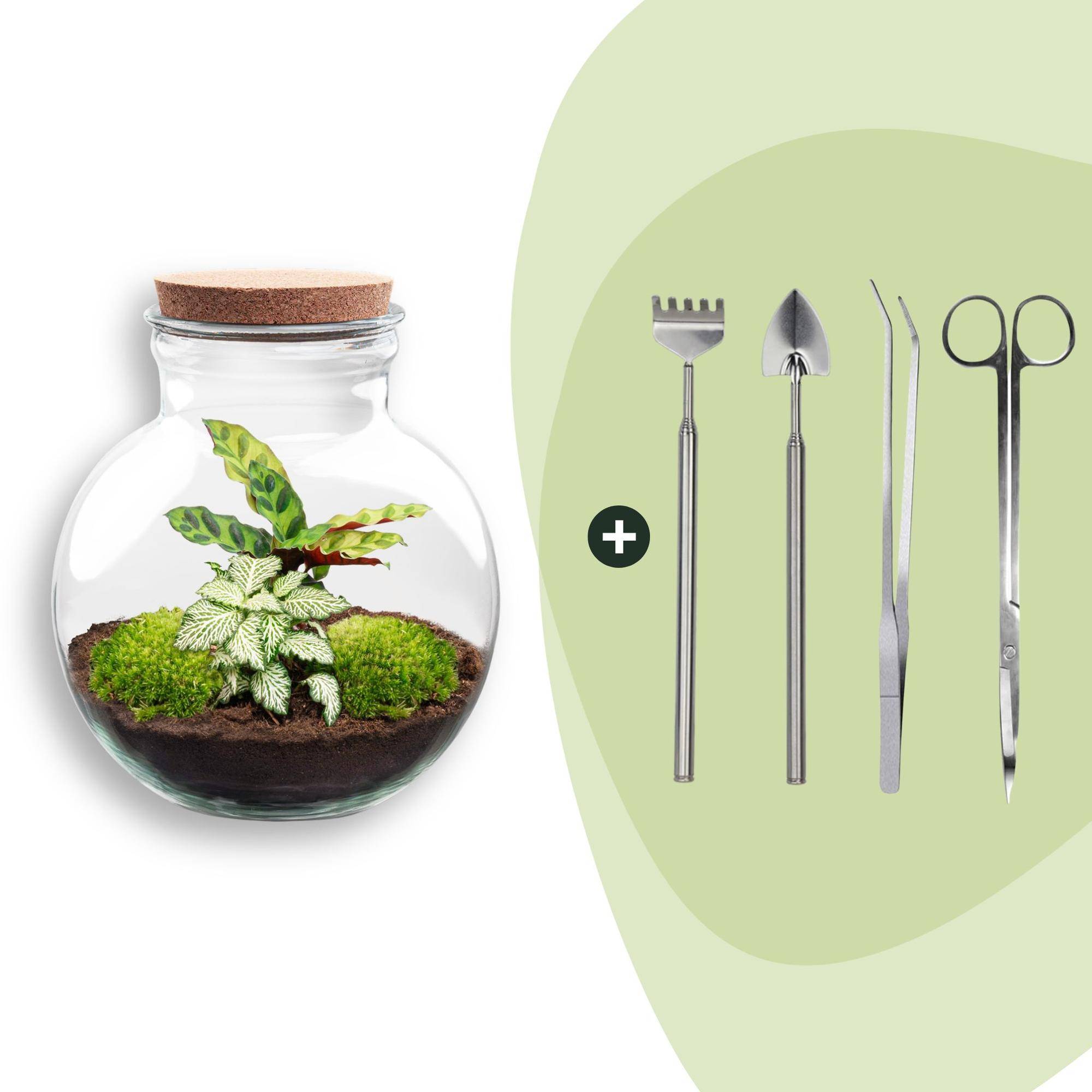 Terrarium à composer bouteille en verre recyclé - Ø25-H26cm - avec kit 4 outils - Calathea White - Terrarium DIY