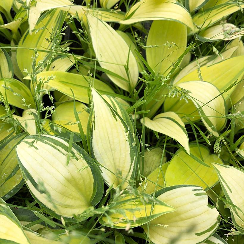 Hosta June Godet de 8/9 cm
