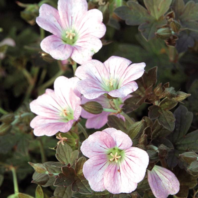 Géranium vivace Dusky Crûg à fleurs Rose/ - feuillage Persistant - Godet - 5/20 cm - Imagen 1