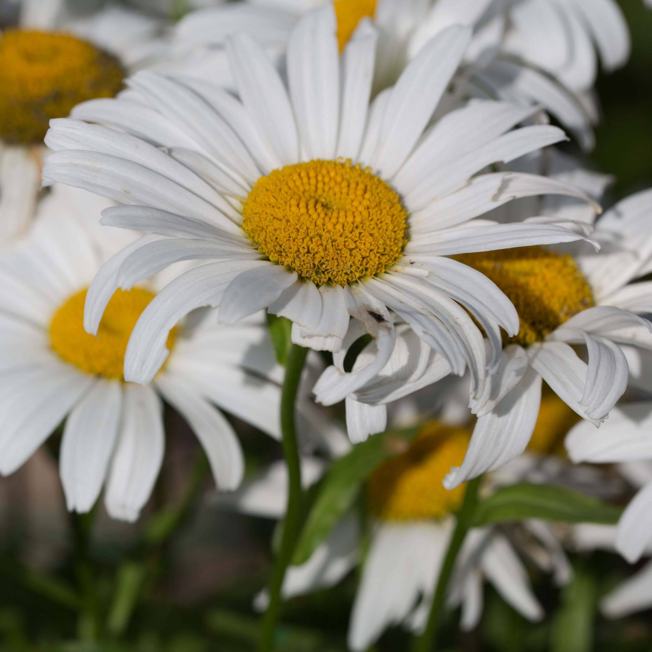 Leucanthemum Snow Lady - Grande Marguerite naine Pot de 2L/3L
