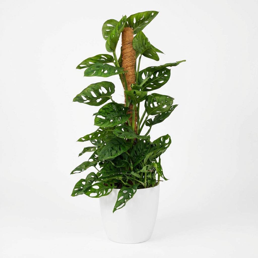 Monstera Andansonii - Monkey Mask avec tuteur coco - Pot de 19cm - Hauteur 90cm - Blanc - Plantes d'intérieur - Image 5