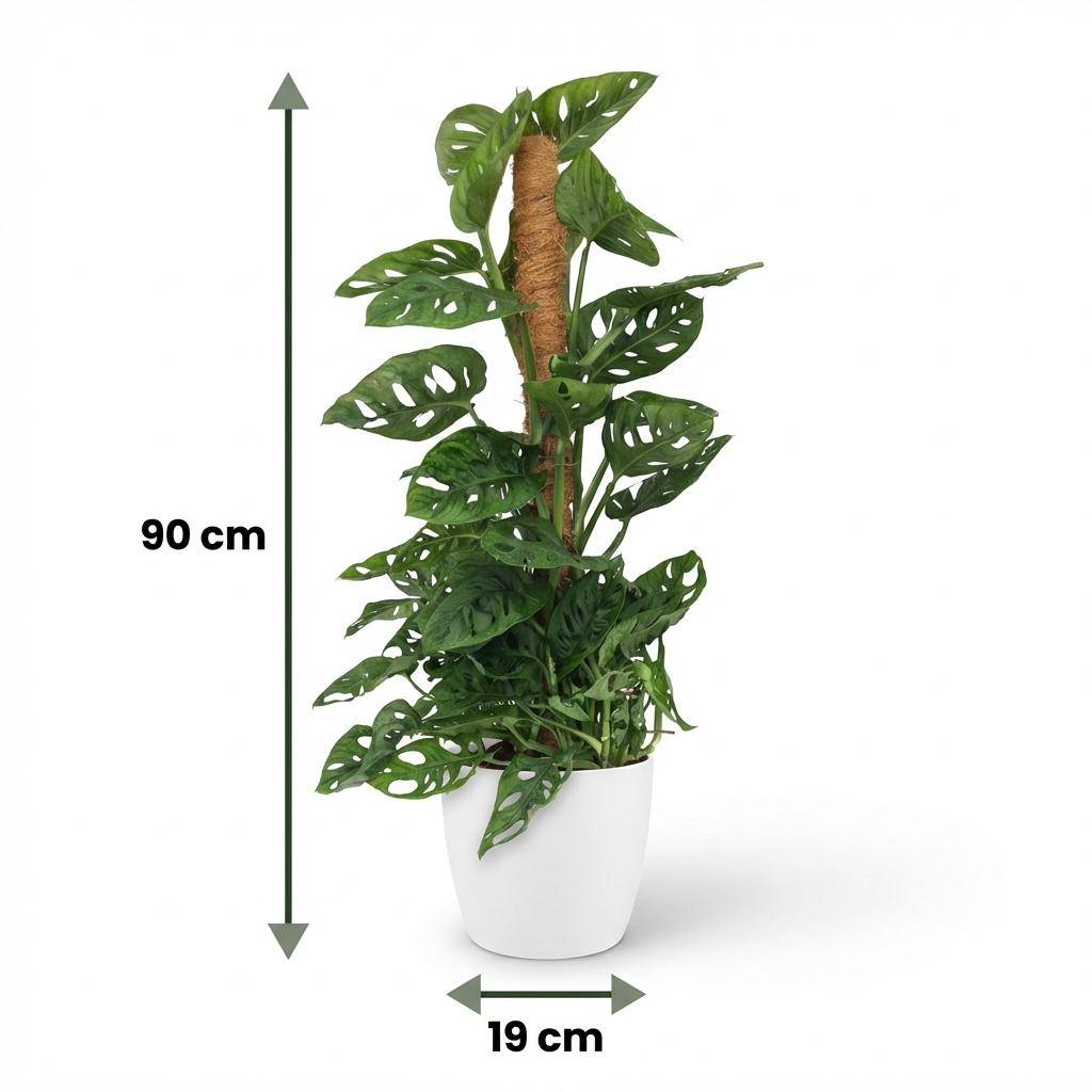 Monstera Andansonii - Monkey Mask avec tuteur coco - Pot de 19cm - Hauteur 90cm - Blanc - Plantes d'intérieur - Image 6