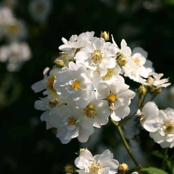 Promesse de Fleurs - Rosier liane Bobbie James Pot de 4L/5L