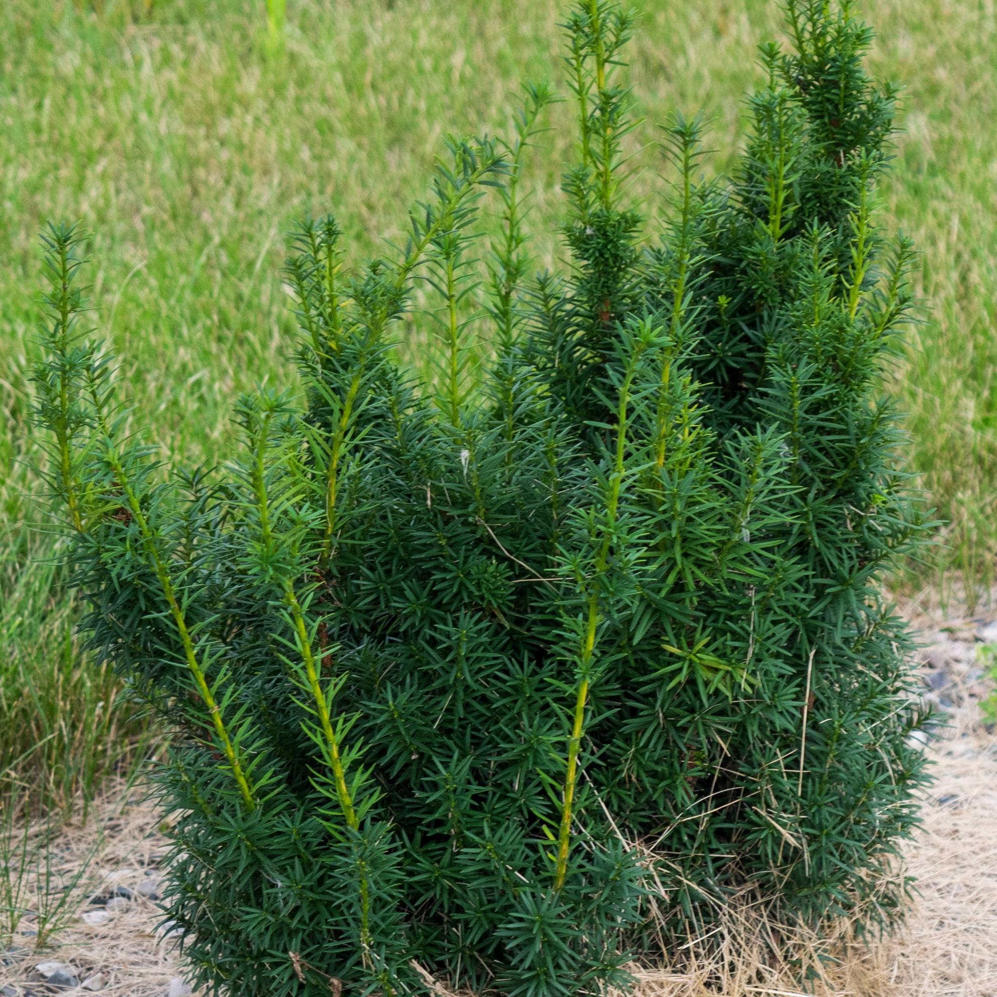 Taxus x media Hicksii - If hybride Godet de 8/9 cm - Image 1