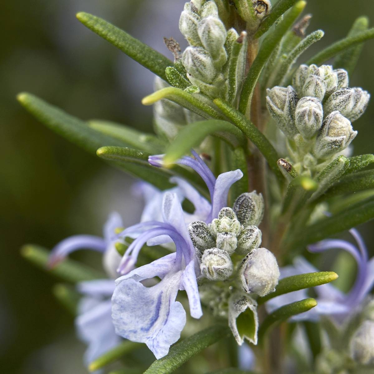Romarin - Rosmarinus officinalis Mrs. Jessop's Upright Pot de 3L/4L