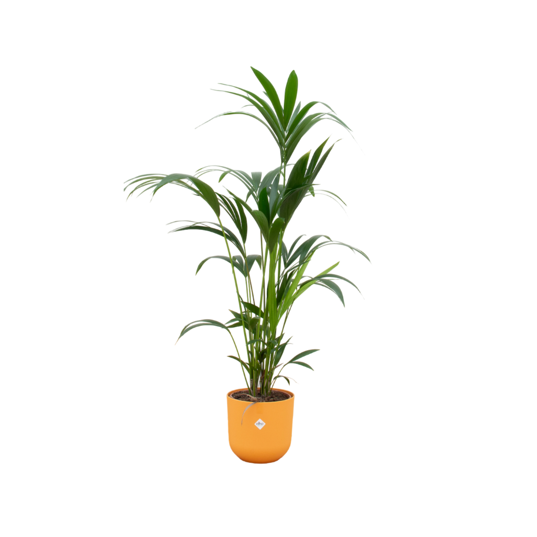 Palmier Kentia - Plantes d'intérieur - Image 1